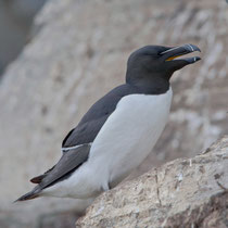 Tordalk (Alca torda), Hornoya/Varanger, Norwegen