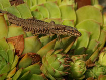 Mauereidechse (Podarcis muralis), Oberflachs