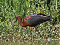 Sichler (Plegadis falcinellus), Klingnauer Stausee