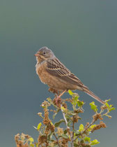 Grauortolan (Emberiza caesia), Lesbos