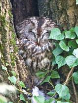 Waldkauz (Strix aluco), Biberstein AG