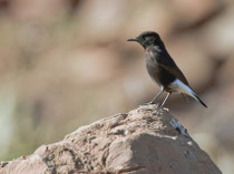 Trauersteinschmätzer (Oenanthe eleucura), Tafraoute, Marokko