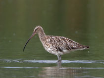Grosser Brachvogel (Numenius arquata), Klingnauer Stausee