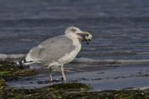 Silbermöwe (Larus argentatus), Prerow, Mecklenburg-Vorpommern