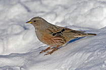 Alpenbraunelle (Prunella collaris), Gemmi (Leukerbad) VS