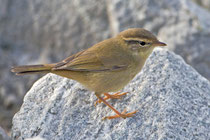 Bartlaubsänger (Phylloscopus schwarzi), Helgoland DE