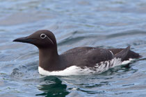 Trottellumme (Uria aalge), Hornoya/Varanger, Norwegen