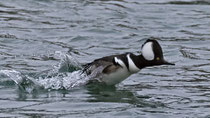 Kappensäger (Lophodytes cucullatus), Zweidlen ZH