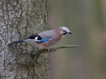 Eichelhäher (Garrulus glanarius), Brugg