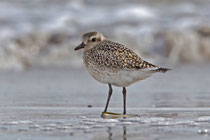Kiebitzregenpfeifer (Pluvialis squatarola), Prerow, Mecklenburg-Vorpommern
