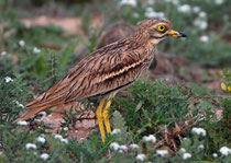 Triel (Burhinus oedicnemus), Massa Nationalpark, Marokko