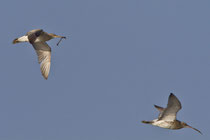 Grosser Brachvogel (Numenius arquata), Klingnauer Stausee