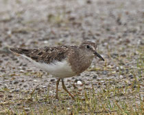Temminckstrandläufer (Calidris temminckii), Neeracherried