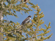 Ringdrossel (Turdus torquatus), Flühli LU