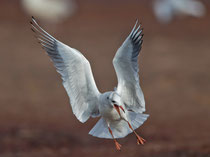 Lachmöwe (Chroicocephalus ridibundus), Prerow, Mecklenburg-Vorpommern