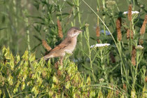 Dorngrasmücke (Sylvia communis), Kaiserstuhl DE