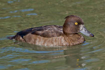 Reiherente W (Aythya fuligula), Klingnauer Stausee