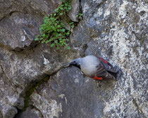 Mauerläufer (Tichodroma muraria) M, Leventina TI