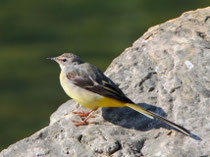 Bergstelze (Motacilla cinera), Villnachern