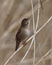 Rohrschwirl (Locustella luscinioides), Klingnauer Stausee