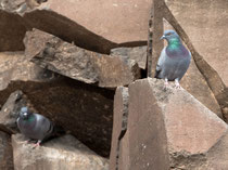 Felsentaube (Columba livia), Fuerteventura