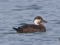 Trauerente (Melanitta nigra), Lachen Aahorn