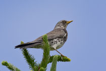 Wacholderdrossel (Turdus pilaris), Andermatt UR