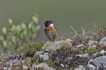 Schwarzkehlchen M (Saxicola torquatus), Mull, Schottland