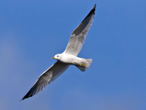 Sturmmöwe im PK (Larus canus), Varanger, Norwegen