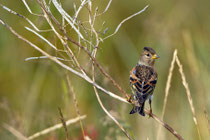 Bergfink (Fringilla montifringilla), Helgoland