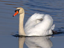 Höckerschwan (Cygnus olor), Federsee D