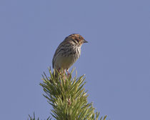 Zwergammer (Emberiza pusilla), Pasvik, Norwegen