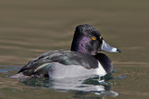 Ringschnabelente (Aythya collaris), Dietikon