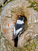 Halsbandschnäpper (Ficedula albicollis), Bialowieza, Polen