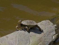 Europäische Sumpfschildkröte (Emys orbiculari), Extremadura