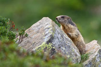 Alpenmurmeltier (Marmota), Ritomsee TI