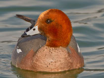 Pfeifente M (Anas penelope), Klingnauer Stausee