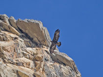 Steinadler (Aquila chrysaetos), Chamoson VS