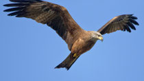 Schwarzmilan (Milvus migrans), El Rocio, Spanien