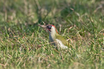 Grünspecht (Picus viridis) M, Brugg