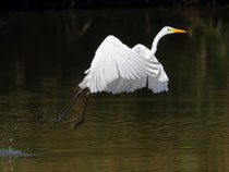 Silberreiher (Casmerodius alba), Petite Camargue Alsacienne