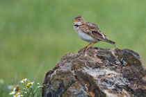 Kalanderlerche (Melanocorypha calandra), Belen, Extremadura, Spanien