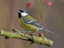 Kohlmeise (Parus major), Villnachern