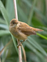 Teichrohrsänger juv. (Acrocephalus scirpaceus), Klingnauer Stausee