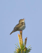 Wanderlaubsänger (Phylloscopus borealis), Pasvik, Norwegen