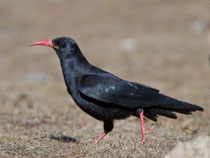 Alpenkrähe (Pyrrhocorax pyrrhocorax), Oukaimeden (Hoher Atlas), Marokko