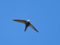 Fahlsegler (Apus pallidus), Ayamonte, Spanien