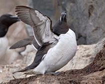 Tordalk (Alca torda), Hornoya/Varanger, Norwegen