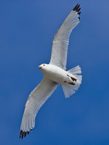 Dreizehenmöwe (Rissa tritactyla), Ekkeroy/Varanger, Norwegen