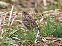 Feldlerche (Alauda arvensis),  Birrfeld
